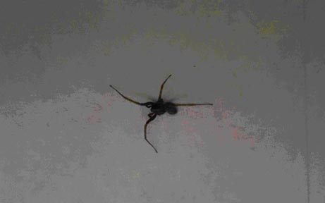 spider with 4 legs