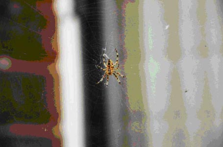 gray spider