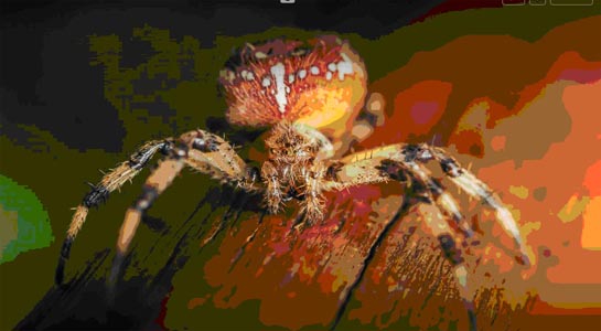 close up of spider on log