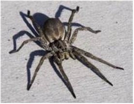 gray spider